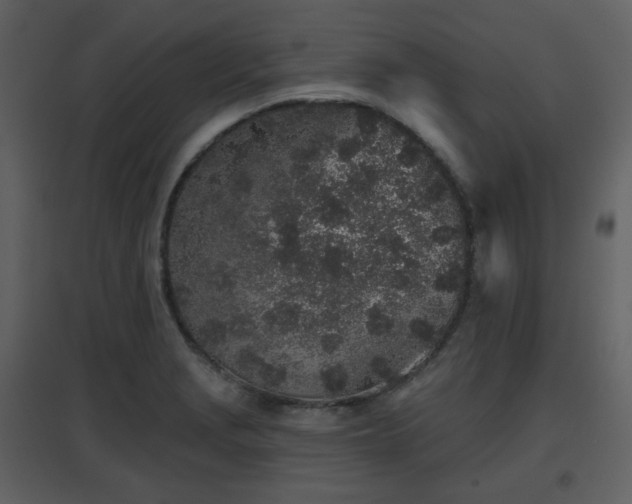 X0000096631229200802121040