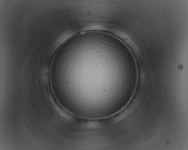 X0000096631233200802121040