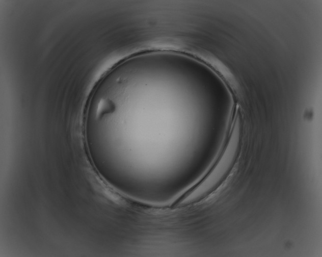 X0000096631240200802121040