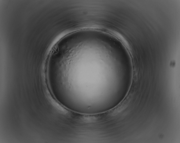 X0000096631243200802121040
