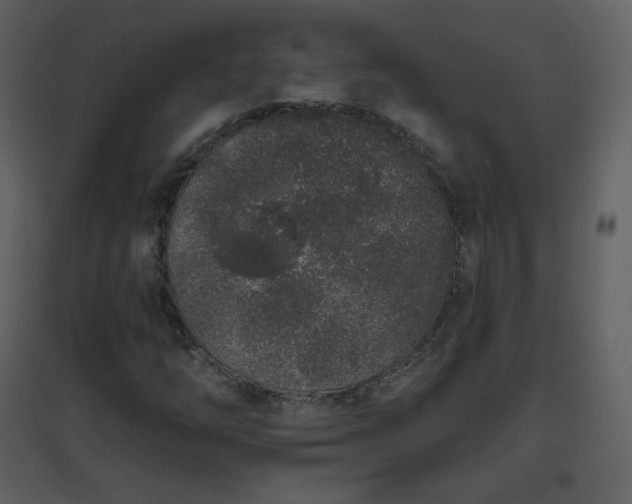 X0000096631254200802121039