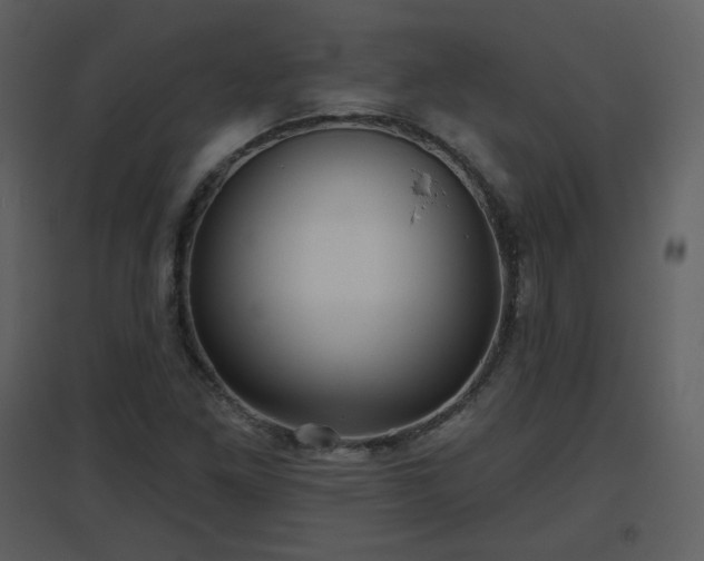 X0000096631261200802121039