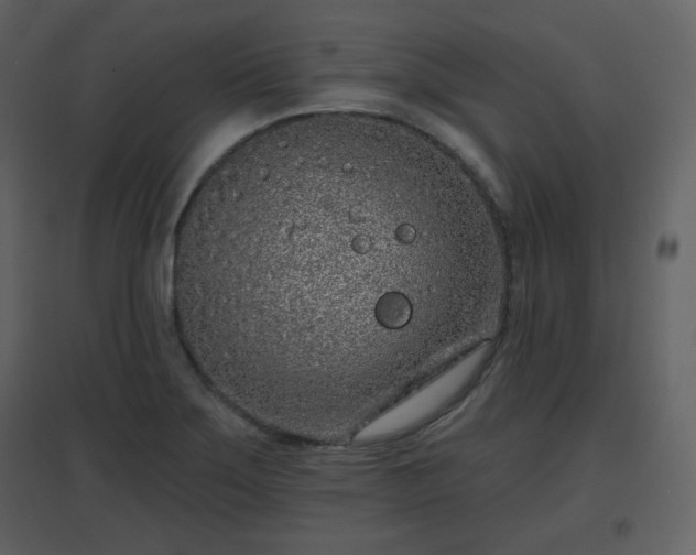 X0000096631275200802121039