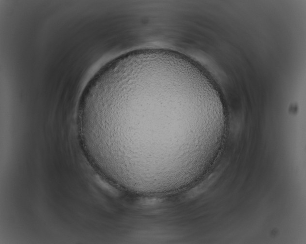 X0000096631278200802121039