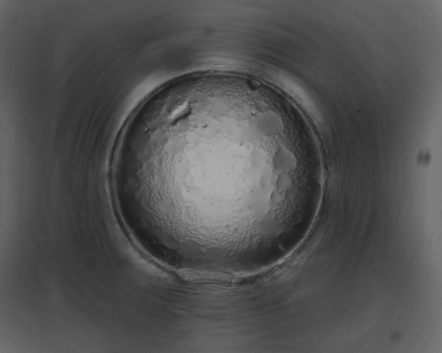 X0000096631283200802121039
