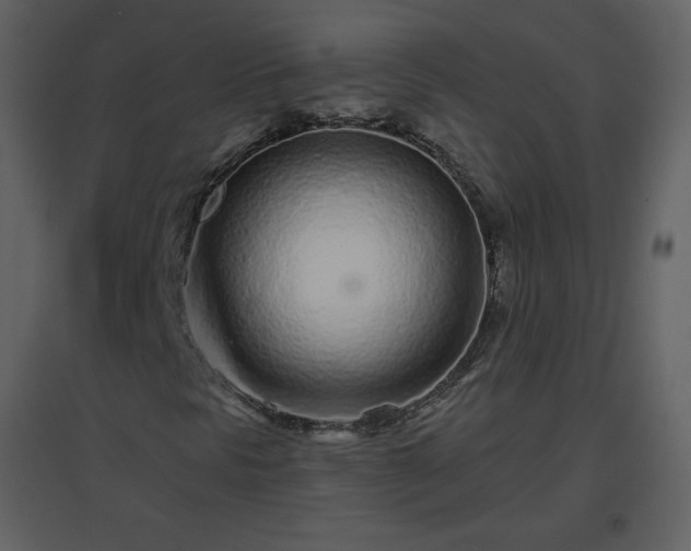 X0000096631297200802121038