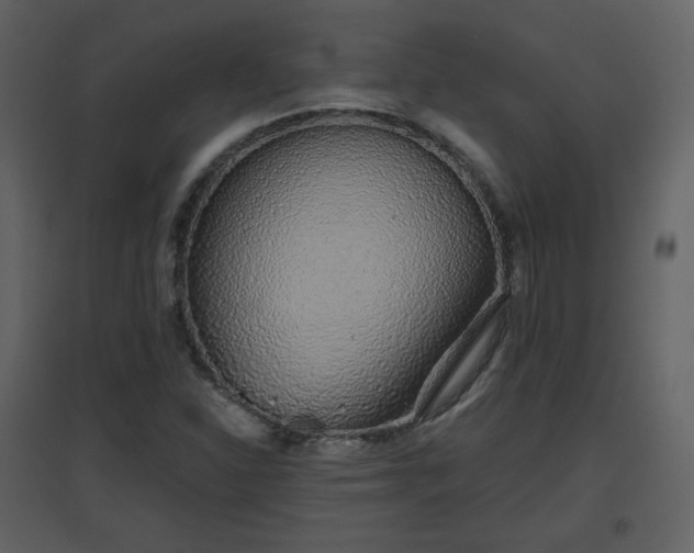 X0000096631310200802121038