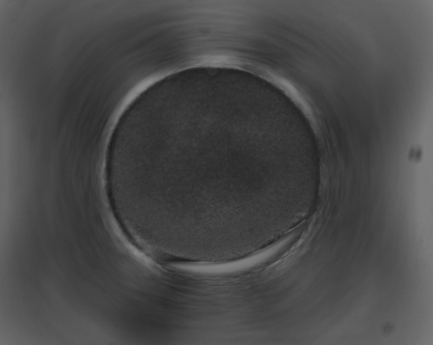 X0000096631331200802121038
