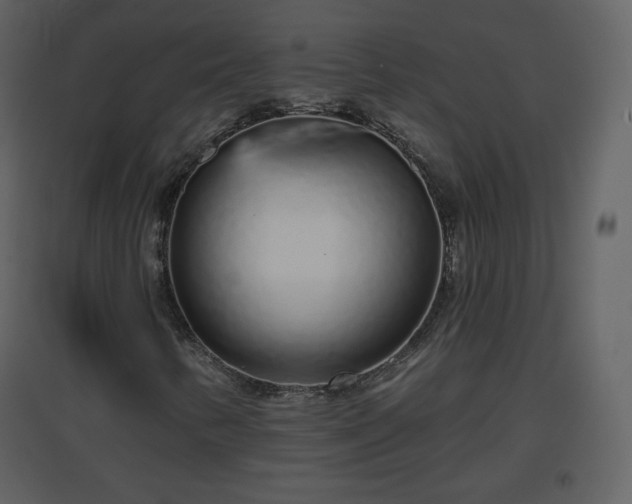 X0000096631346200802121038