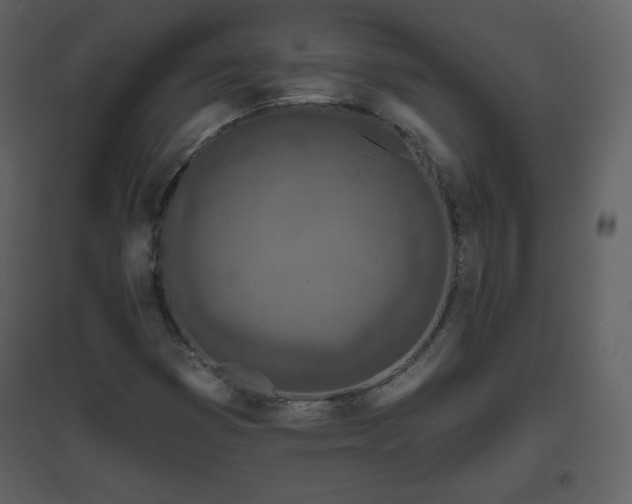 X0000096631353200802121038