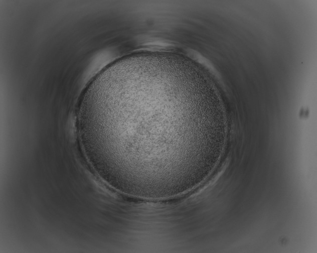 X0000096631362200802121038