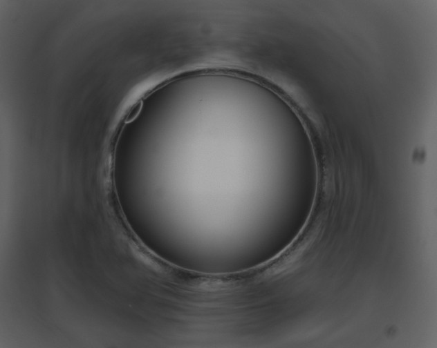X0000096631366200802121038