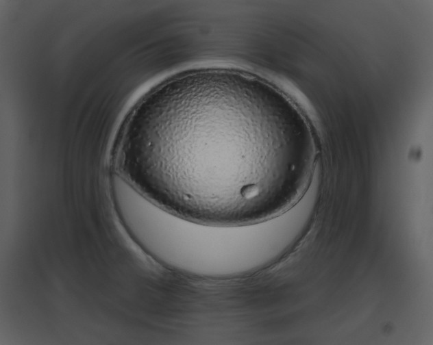 X0000096631380200802121037