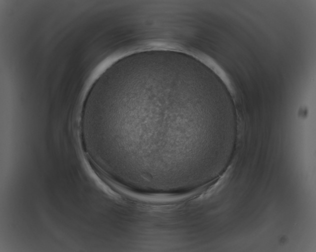 X0000096631381200802121037