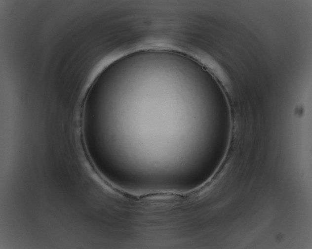 X0000096631382200802121037