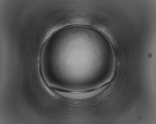 X0000096631383200802121037