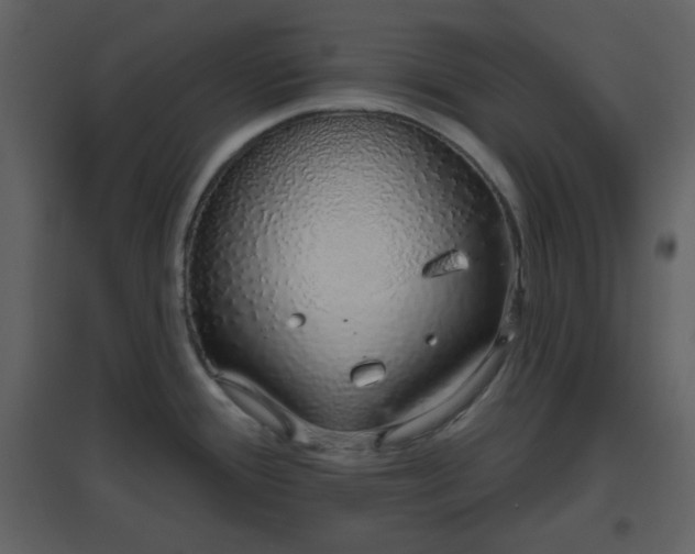 X0000096631388200802121037