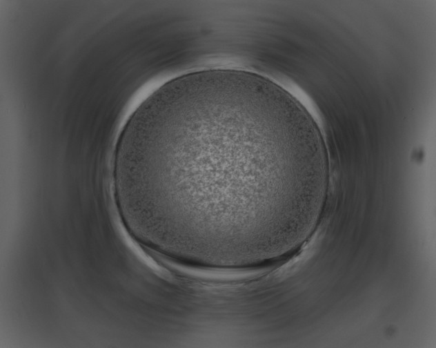 X0000096631389200802121037