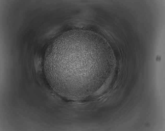 X0000096631394200802121037
