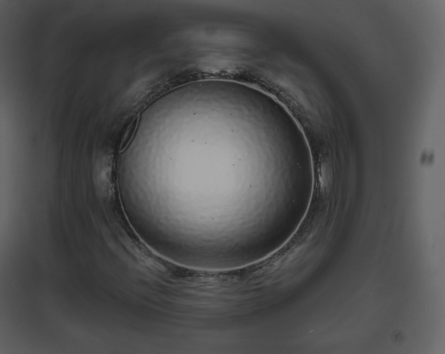 X0000096631396200802121037