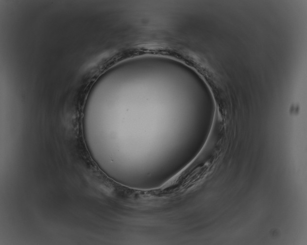 X0000096631398200802121037