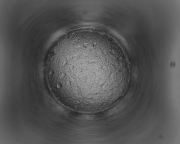 X0000096631411200802121037