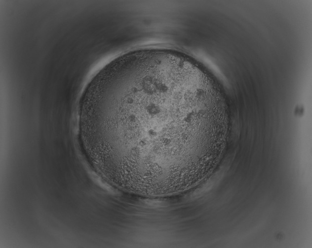 X0000096631413200802121037
