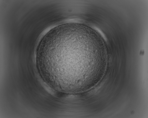 X0000096631419200802121037