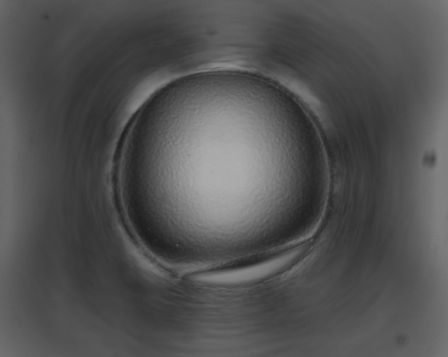 X0000096631423200802121037
