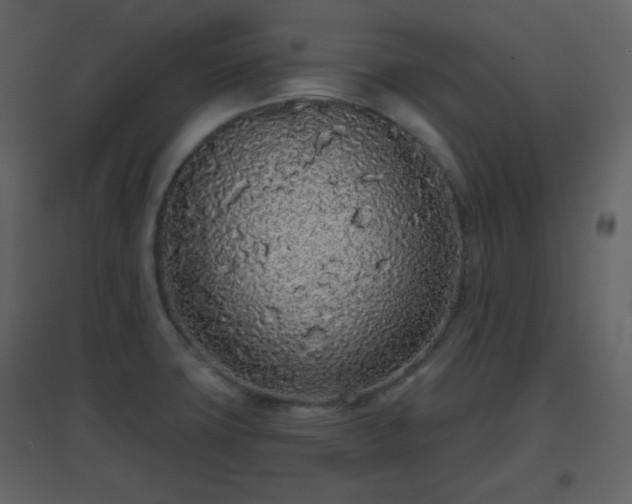 X0000096631427200802121037
