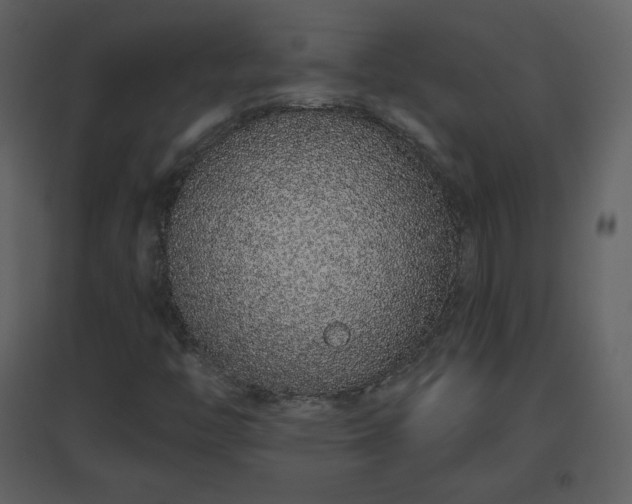 X0000096631446200802121037