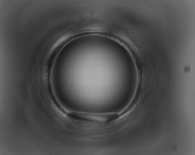 X0000096631450200802121036
