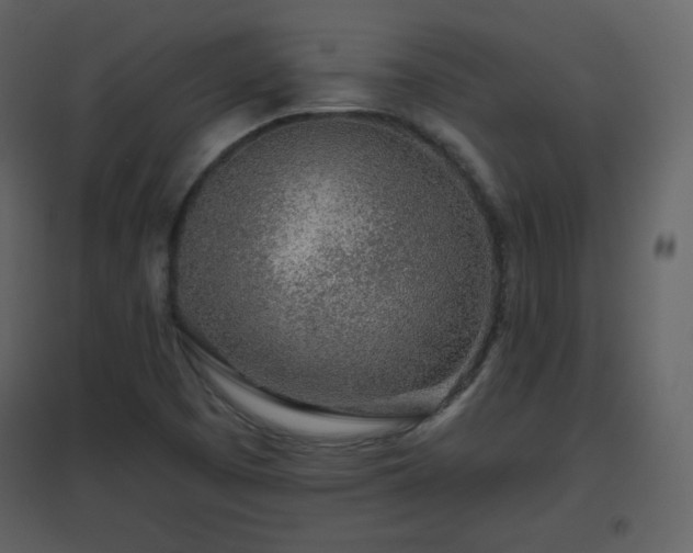 X0000096631457200802121036