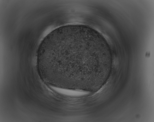 X0000096631459200802121036