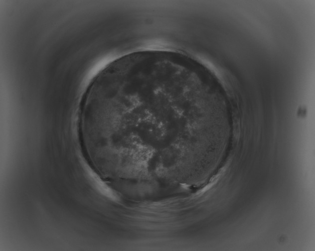 X0000096631463200802121036