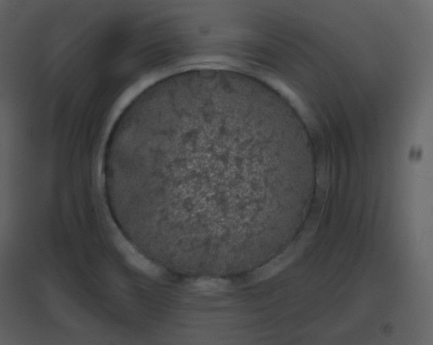 X0000096631466200802121036