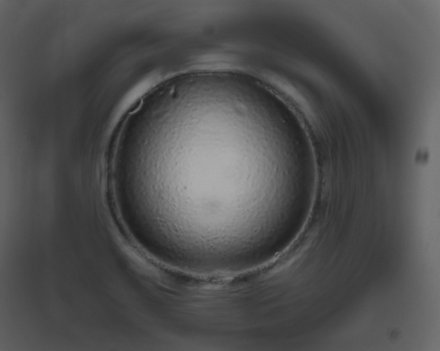 X0000096631467200802121036