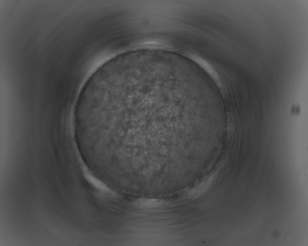 X0000096631474200802121036