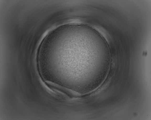 X0000096631475200802121036