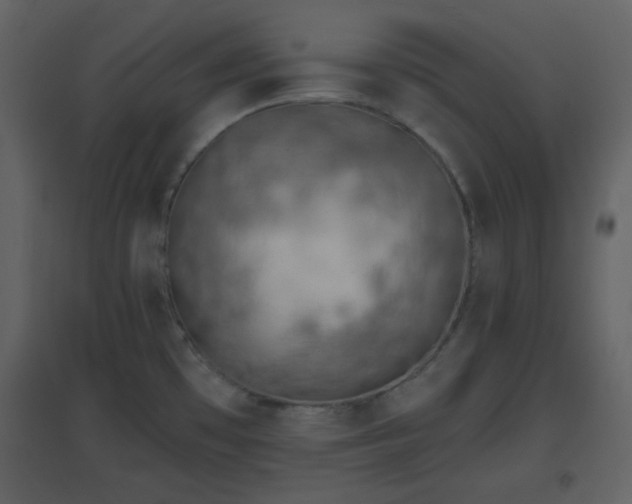 X0000096631481200802121036