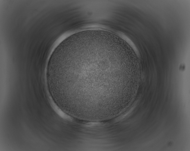 X0000096631482200802121036