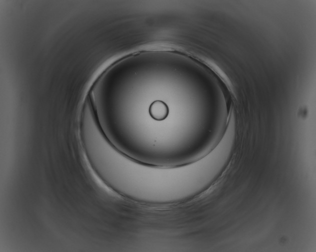 X0000096631484200802121036