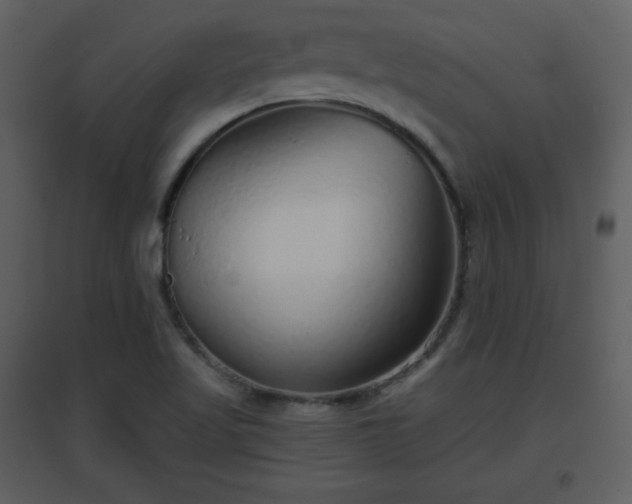 X0000096631509200802121036