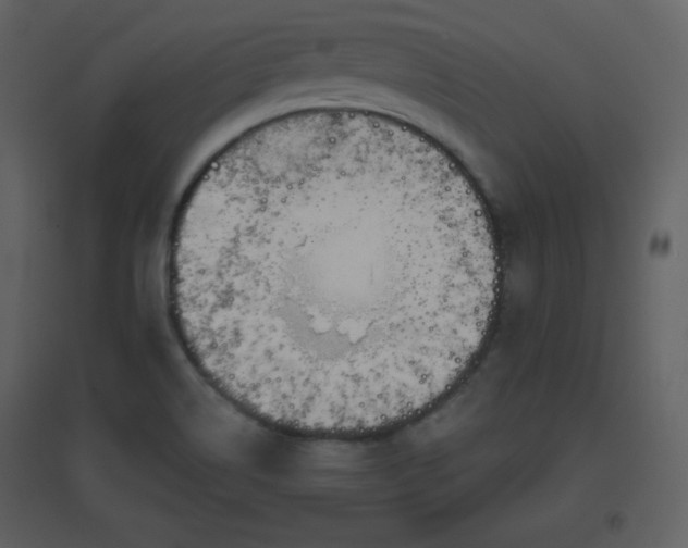 X0000096631514200802121036