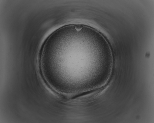 X0000096631517200802121036