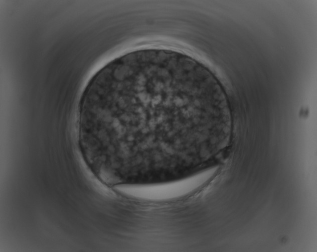 X0000096631522200802121036