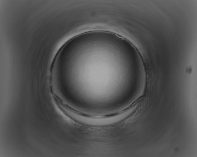 X0000096631527200802121036