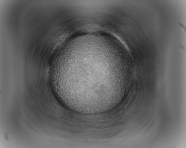 X0000096630018200802191207