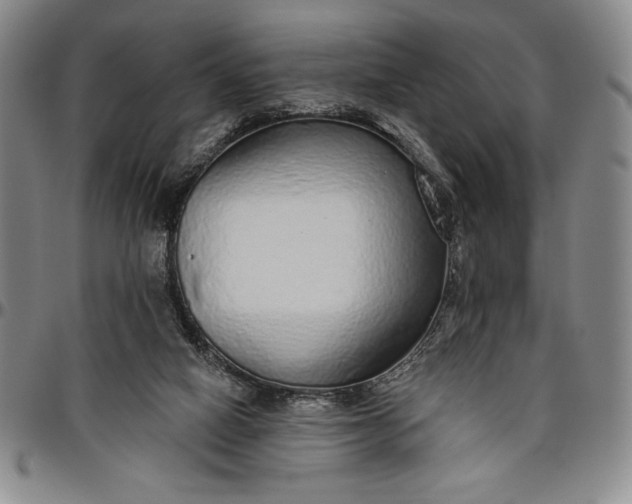 X0000096630066200802191206