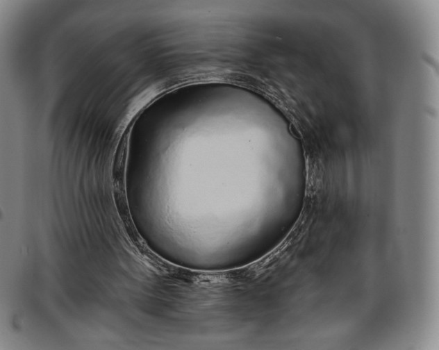 X0000096630099200802191206